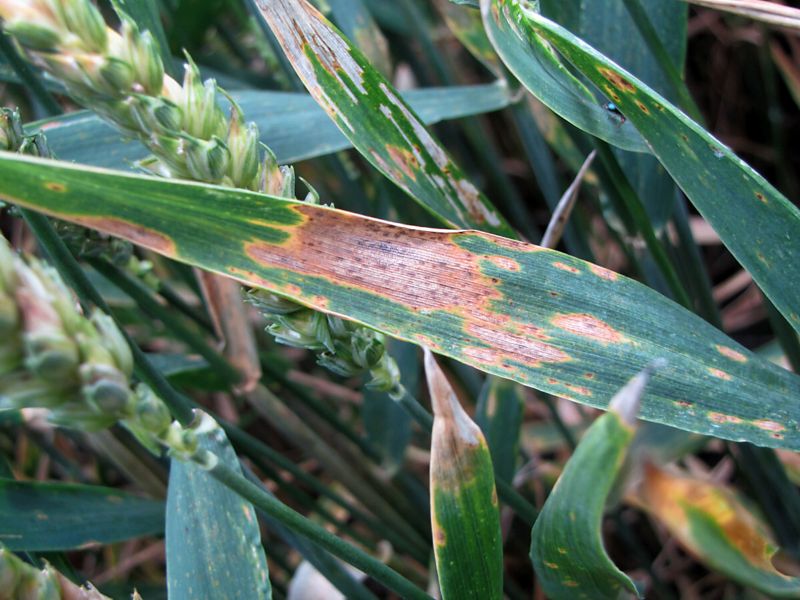 brunatna plamistosc lisci